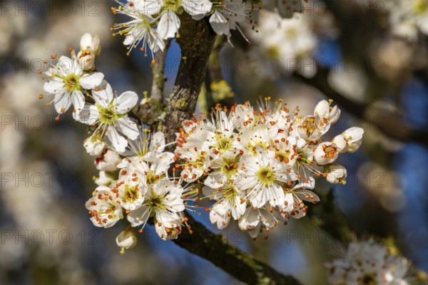 Close-up of the branches of flowering blackthorn or blackthorn (Prunus spinosa) in sunlight,