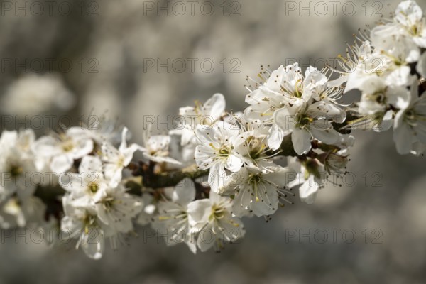 Close-up of branches of flowering blackthorn or blackthorn (Prunus spinosa) with white flowers