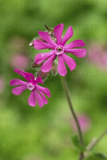 Close-up of a red campion (Silene dioica) with pink flower in front of blurred green foliage in a