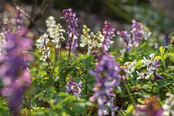 Hollow larkspur (Corydalis cava) with white and purple flowers in atmospheric light in a forest in
