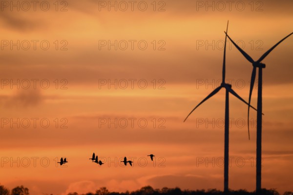 Wind turbines and flying birds geese in front of an orange sunset, silhouettes of wind turbines in