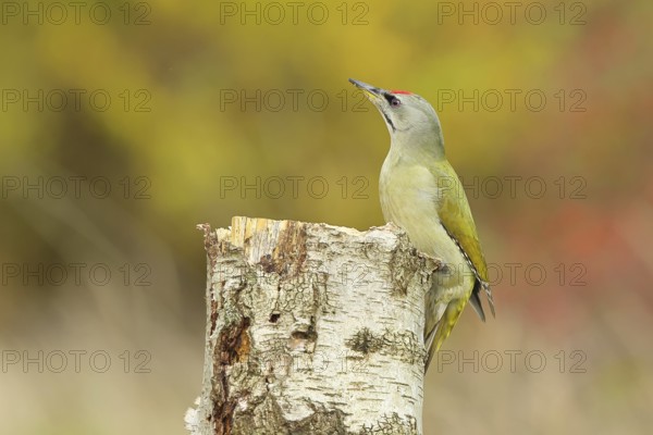 Grey-headed woodpecker (Picus canus), male sitting on a tree stump at the edge of the forest,