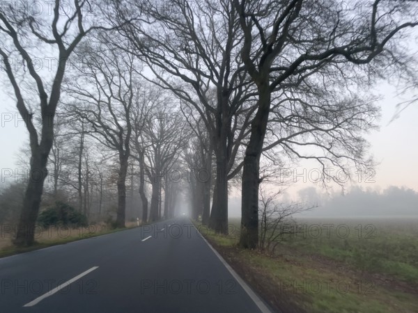 Driver's perspective view of foggy, foggy country road with trees next to the road in thick fog in