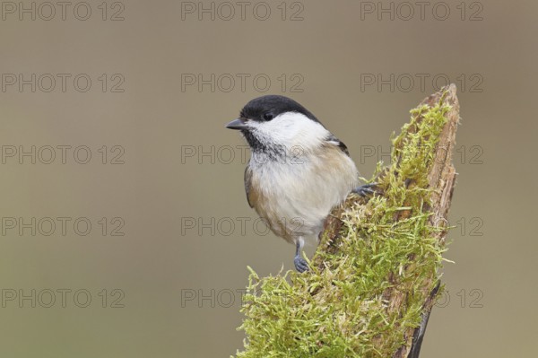 Willow Tit (Parus montanus), Willow Tit (Parus montanus) sitting on a branch overgrown with moss,