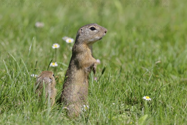 European ground squirrel (Spermophilus citellus) standing upright in a meadow, Burgenland Austria