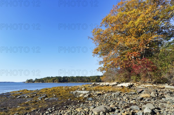 Wooded shoreline, rocky beach, low tide, Indian summer, blue sky, campground, sustainable farm in