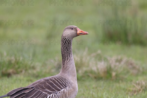 Grey goose (Anser anser) on a moor, Dümmer, Lake Dümmer, Ochsenmoor, Hüde, Lower Saxony, Germany