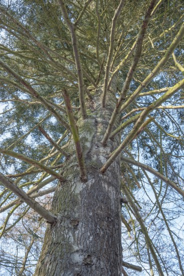 View of an old silver fir (Abies alba), also silver fir, conifer, fir tree (Abies), pine family