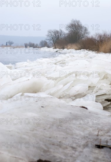The banks of the Elbe in winter with a thick layer of ice, bare trees and reeds in a cool