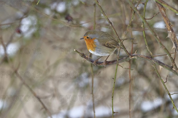 Robin (Erithacus rubecula), on a twig in the branches of a dog rose (Rosa canina), Wilnsdorf, North