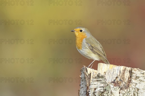 Robin (Erithacus rubecula), in winter on a rotten tree stump, Wilnsdorf, North Rhine-Westphalia,
