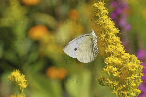 A Cabbage butterfly (Pieris brassicae) sucking nectar on the flower of a Solidago canadensis