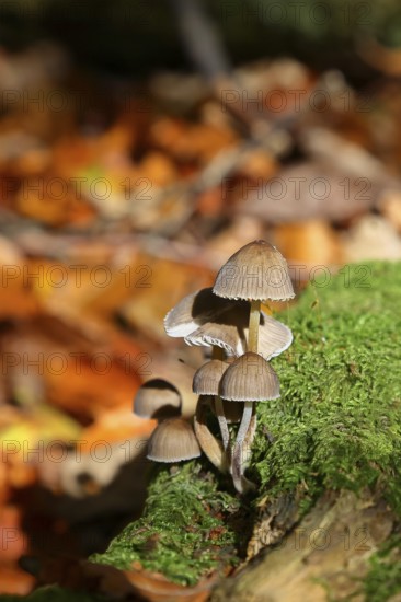 Mica tintling, common mica tintling (Coprinellus micaceus), on mossy forest soil, Seck, Westerwald,
