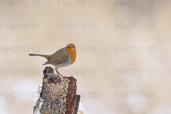 Robin (Erithacus rubecula), in winter on a rotten tree stump, with space for text, advertising,