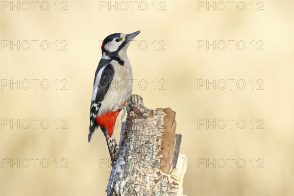 Great spotted woodpecker (Dendrocopus major), male, foraging on dead wood of a common birch (Betula