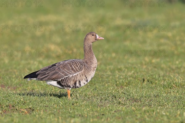 White-fronted goose (Anser albifrons), standing in a meadow in the wintering area, wildlife,