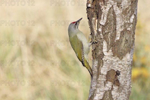 Grey-headed woodpecker (Picus canus), male sitting on the trunk of a grey birch (Betula
