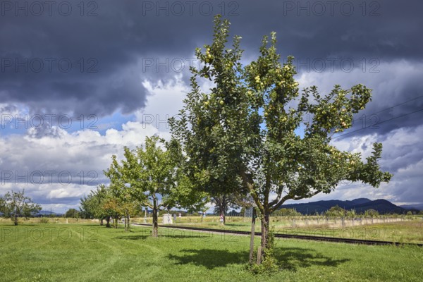 Cultivated apple (Malus domestica), Kohlenbacher apple, fruit, fruit tree, newly planted meadow