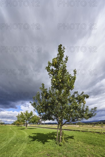 Cultivated apple (Malus domestica), Kohlenbacher apple, fruit, fruit tree, newly planted meadow