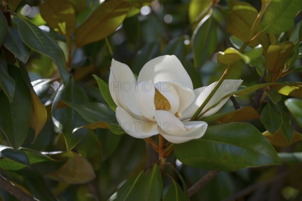 Macro photograph of a white magnolia flower surrounded by green leaves catching sunlight, Southern