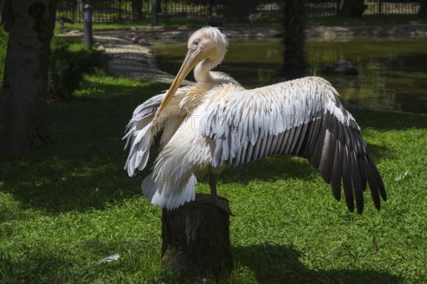 Pelican sitting on a tree stump and spreading its wings, surrounded by nature, Dalmatian Pelican
