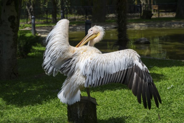 A white pelican spreading its wings stands in a meadow in a natural environment, Dalmatian pelican