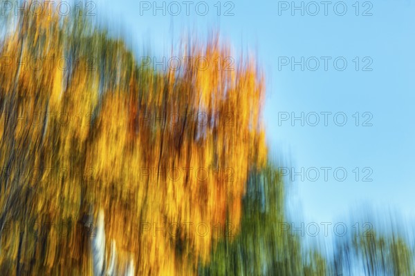 Autumn leaves, Indian summer, long exposure, abstract, illustration, copy space, Maine, New