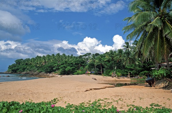 Palm tree, beach at Coral Beach Resort on the island of Ko Lanta, Thailand, December 2002, vintage,