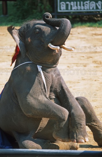 Elephant performs art piece at Samphran Elephant Ground and Zoo near Bangkok, Thailand, December