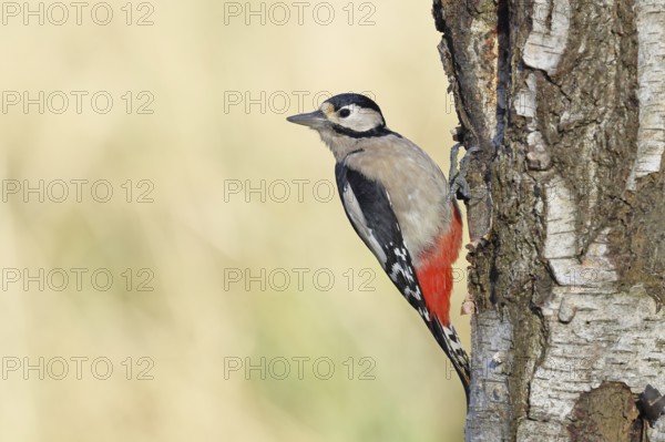 Great spotted woodpecker (Dendrocopus major), female, foraging on the trunk of a common birch