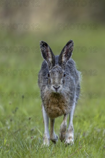 In the evening, the brown hare (Lepus europaeus) leaves its nest in the forest and hops to the