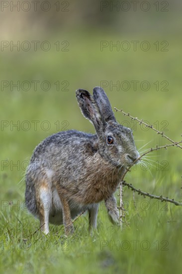 An obviously interesting scent on a larch branch lying on the ground makes the brown hare (Lepus