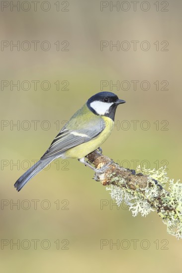 Great Tit (Parus major), sitting on a branch overgrown with moss and lichen, Wildlife, Animals,