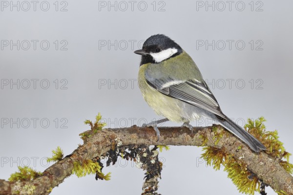 Great Tit (Parus major), sitting on a branch overgrown with moss and lichen, Wildlife, Animals,