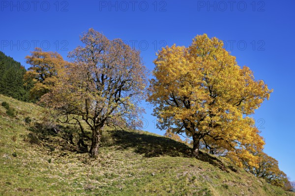 Old sycamore maple (Acer pseudo plantanus), in autumnal discolouration, Canton Glarus, Switzerland