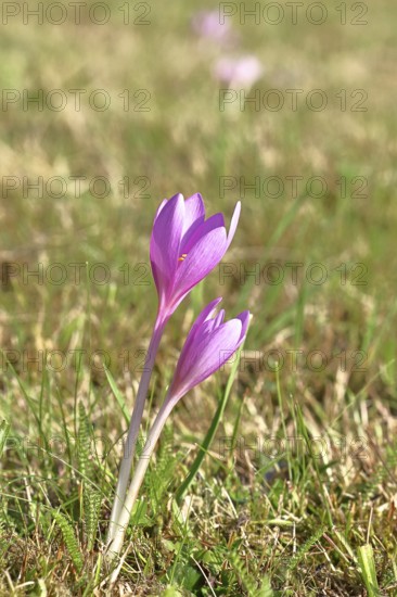 Autumn crocus (Colchicum autumnale), half-opened flowers in a meadow, endangered, protected