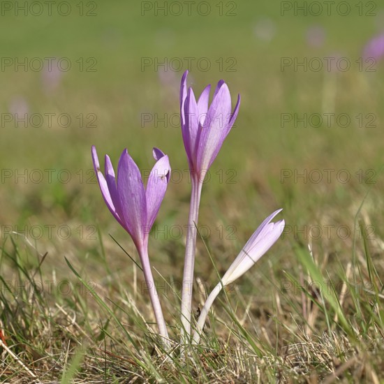 Autumn crocus (Colchicum autumnale), half-opened flowers in a meadow, endangered, protected