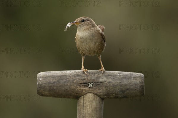 Eurasian wren (Troglodytes troglodytes) adult garden bird on a fork handle with nest material in