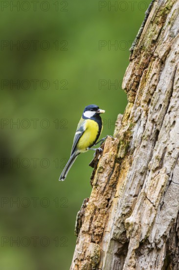 Great tit (Parus major) sitting on an old wrotten tree trunk at a swamp, Bavaria, Germany