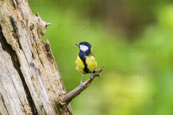Great tit (Parus major) sitting on a branch of an old wrotten tree trunk at a swamp, Bavaria,