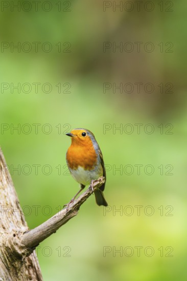 European robin (Erithacus rubecula) sitting on an old wooden branch, Bavaria, Germany