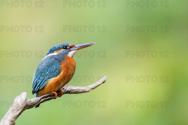 Common kingfisher (Alcedo atthis) sitting on an old wooden branch in late summer, wildife, Bavaria,