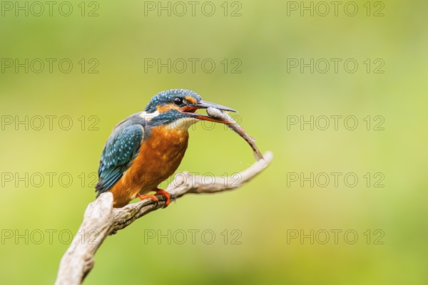 Common kingfisher (Alcedo atthis) sitting on an old wooden branch eating his fresh cought fish in