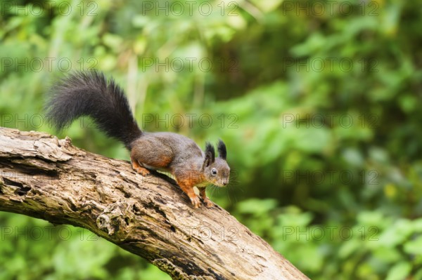 Red squirrel (Sciurus vulgaris) sitting on an old wrotten tree trunk in a forest, Bavaria, Gernany
