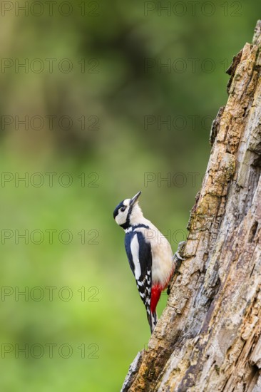 Great spotted woodpecker (Dendrocopos major) sitting on an old wrotten tree trunk in late summer,