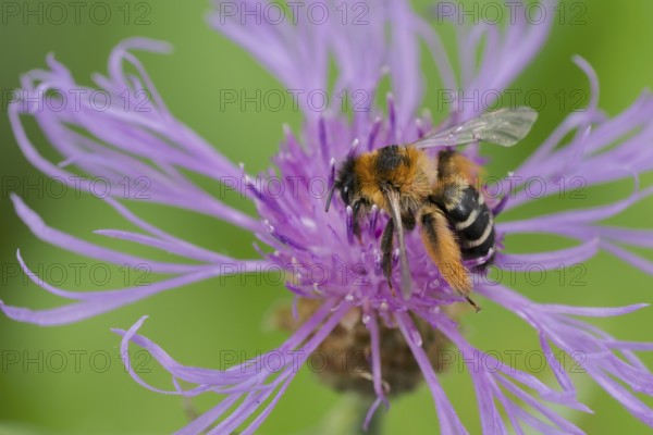 Brown-rumped trouser bee (Dasypoda hirtipes) on knapweed flower, Lower Saxony, Germany