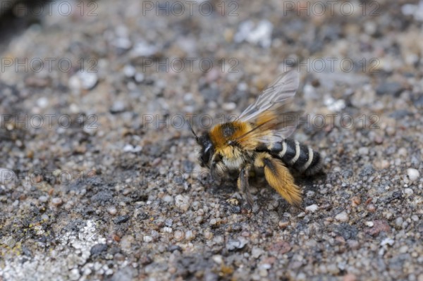 Brown-rumped trouser bee (Dasypoda hirtipes) on sandy soil, Lower Saxony, Germany