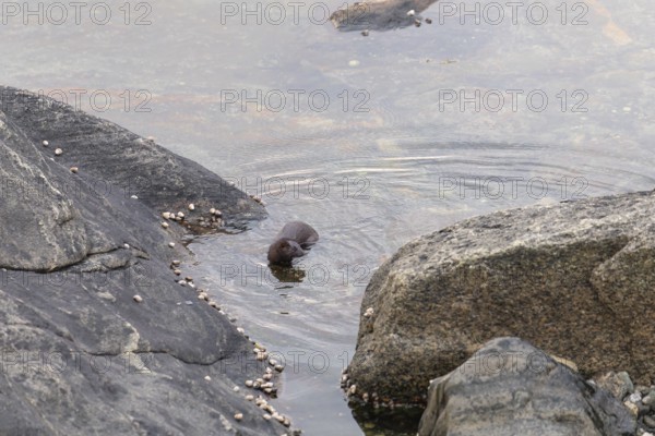 The American Mink (Mustela vison) is a graceful predator that lives by the sea in Norway near Bodø