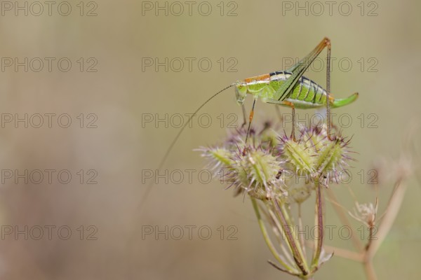 Locust Nymph, Poecilimon mytilenensis, Nymph Mytilene Bright Bush-cricket, Corfu, Greece