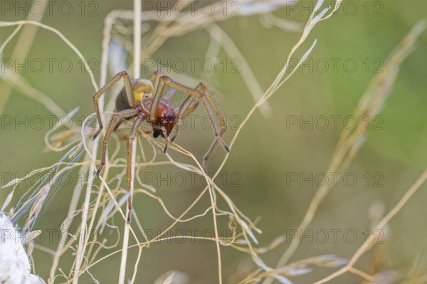 Female nurse's thorn finger, Cheiracanthium punctorium, female Yellow sac spider, Saxony-Anhalt,